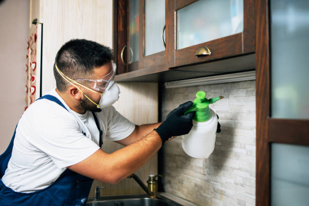 Best Rat Extermination Near Me  in Alamo, TX