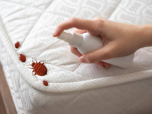 Best Pest Removal Services  in Alamo, TX
