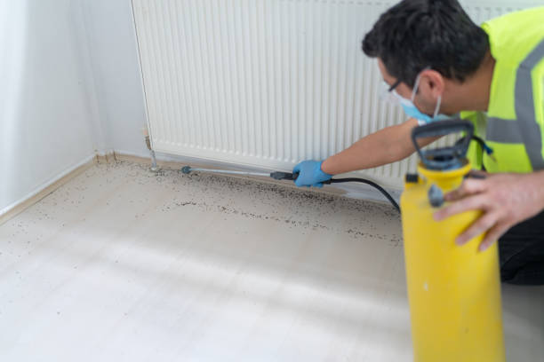 Best Mosquito Control Services  in Alamo, TX