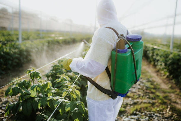 Best Best Pest Control Companies  in Alamo, TX